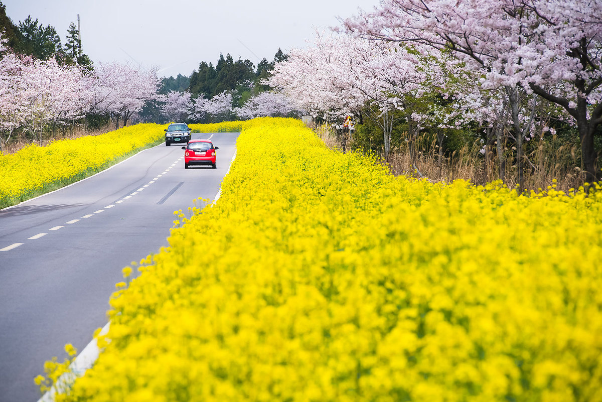 HOA CẢI HAI NỞ VÀNG HAI BÊN ĐƯỜNG TRÊN ĐẢO JEJU