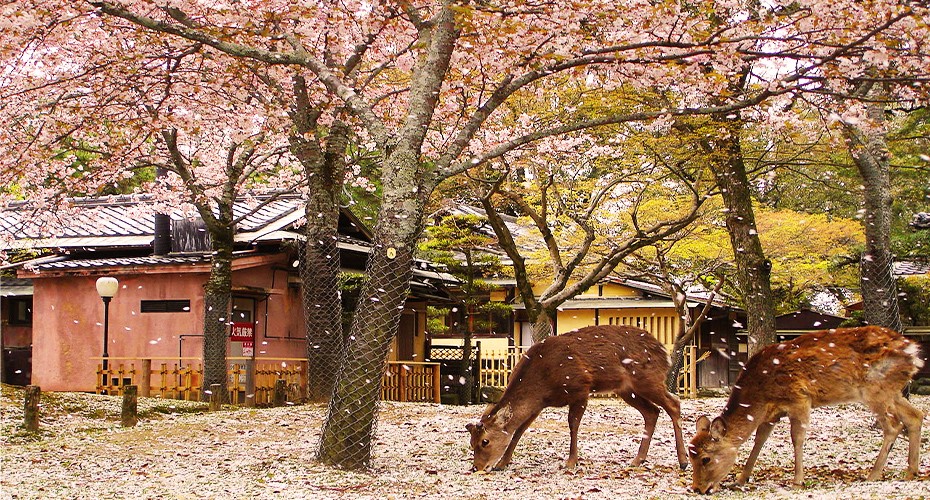 Công viên Nara trong khuôn viên chùa Todaiji