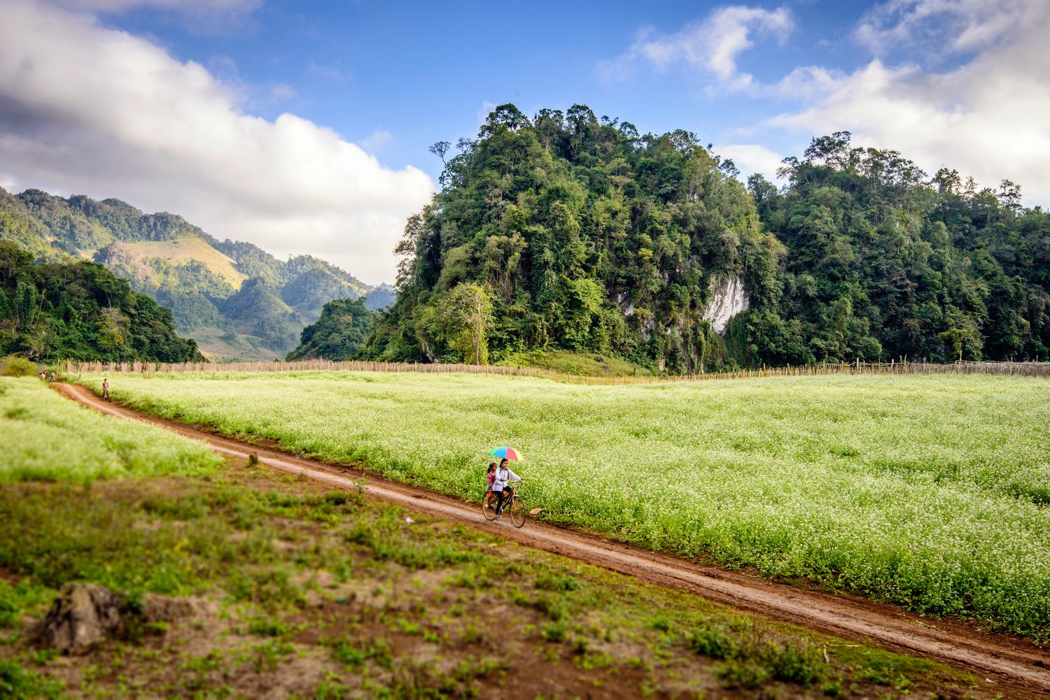 Cánh đồng hoa cải trắng - Khanhtravel